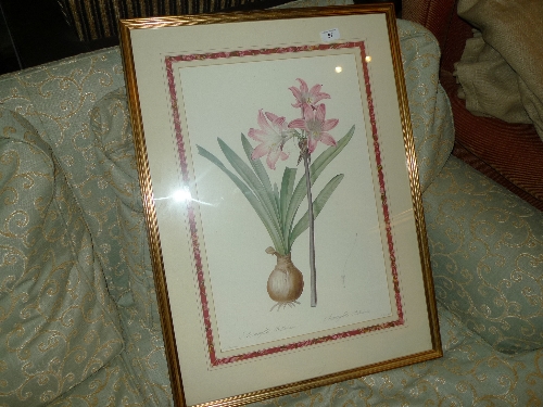 A French colour print botanical study framed and glazed