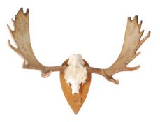 A pair of mounted moose horns, incorporating part of the skull, mounted on a wooden shield, with