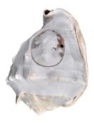 An Italian conch shell carved with an oval portrait cameo, of Psyche with butterflies, 8cm x 5.7cm,