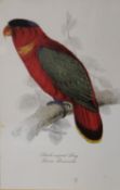 20th century school Ornithological studies Seven polychrome prints 22cm x 14cm; together with four