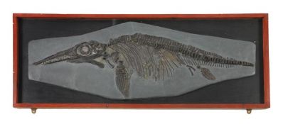 Ichthyosaurus communis, fossilised specimen of an adult, length of fossil 127cm., mounted in a