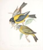 Circle of William Hayes Ornithological studies Two, watercolour, pen and ink Both inscribed below