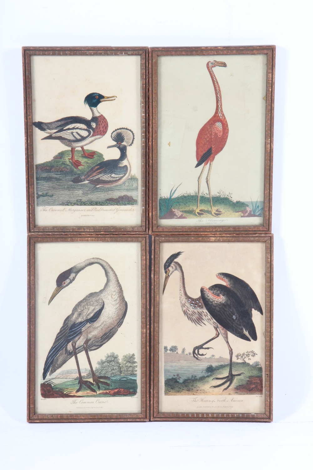 A set of four 18th century coloured engravings of exotic birds, 12 x 20 cm.