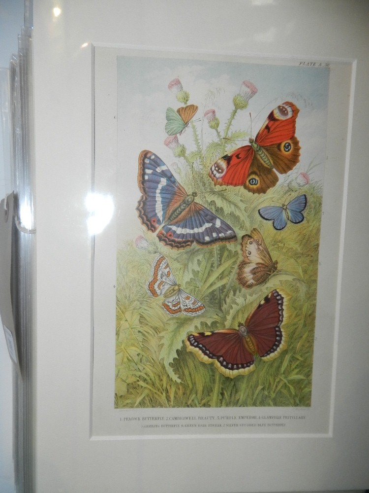 A large collection of 19th century colour and black and white etchings depicting butterflies, birds,
