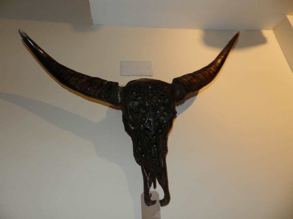 A wall mounted animal skull having pierced Celtic decoration and detachable horns