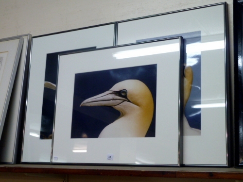 A set of three photographs of birds, framed