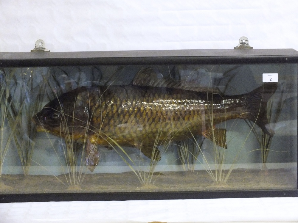 A cased common carp