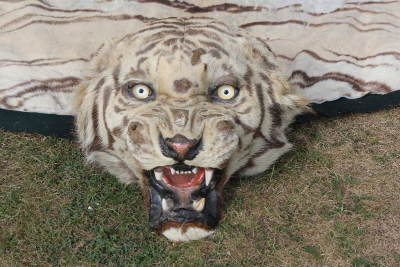 An antique Tiger skin rug