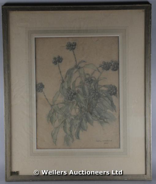 "Patience Hallward - ivy berries, chalk and watercolour, signed and dated 1933, label verso for W.