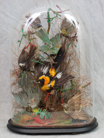 DOMED CASE OF SPECIMEN OF CONTINENTAL FINCHES, amongst foliage. "D" ended base. 19th century. 20"