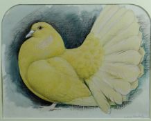 CHARLES FREDERICK TUNNICLIFFE watercolour; study of a yellow fantail dove, believed to be signed
