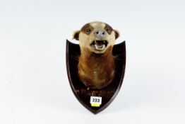 An oak shield mounted badger`s head with taxidermy label to the rear `W.W. Rowe (late J. Rowe)