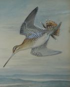 FREDDIE WALTER FROHAWK study of a sandpiper in flight, signed, 14.5 x 11.5 ins (37 x 29 cms).