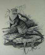 P STURGESS pencil study; otter upon a branch on a river bank, signed, 17.5 x 14.5 ins (45 x 37 cms).
