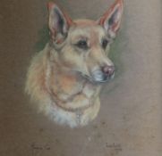 MARJORIE COX (1915 - 2003); Pastel - study of a dog `LULU`, signed and dated 1975. 19 x 16.25 ins (