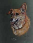 MARJORIE COX (1915 - 2003); Pastel - study of a dog `HUFFY`, signed and dated 1966. 19 x 15 ins (