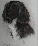 MARJORIE COX (1915 - 2003); Pastel - study of a dog `SNUFFY`, signed and dated 1980. 17.25 x 14