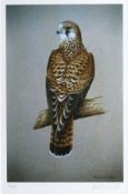 ROBERT E FULLER coloured limited edition print of a perched Falcon, mounted but unframed, 10 x 6.5
