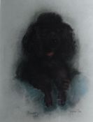 MARJORIE COX (1915 - 2003); Pastel - study of a dog `SOOTY`, signed and dated 1967. 18.25 x 14.5 ins
