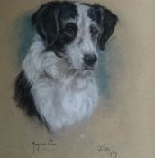 MARJORIE COX (1915 - 2003); Pastel - study of a dog `JOE`, signed and dated 1969. 18.5 x 15.5 ins(47