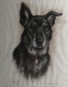 MARJORIE COX (1915 - 2003); Pastel - study of a dog `DUSTY`, signed and dated 1987. 20.75 x 16