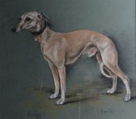 MARJORIE COX (1915 - 2003); Pastel - study of a dog `SIMON`, signed and dated 1965. 16.5 x 18.75 ins
