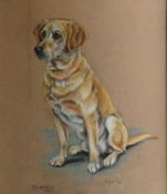 MARJORIE COX (1915 - 2003); Pastel - study of a dog `BARNEY`, signed and dated 1964. 21.5 x 17.5 ins