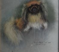 MARJORIE COX (1915 - 2003); Pastel - study of a dog `BEE BEE-TU`, signed and dated 1996. 17.75 x