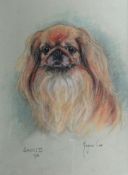 MARJORIE COX (1915 - 2003); Pastel - study of a dog `SAM II`, signed and dated 1972. 14.75 x 11.25