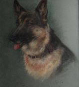 MARJORIE COX (1915 - 2003); Pastel - study of a dog `ZITA`, signed and dated 1990. 22.25 x 19 ins (