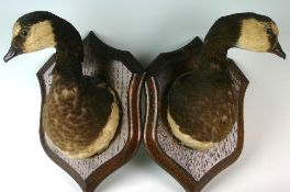 A pair of c.1930s H. Murray & Son preserved Brent geese heads and necks on wooden shield mount