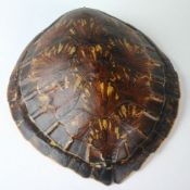 An early twentieth century turtle shell. 13.5 ins (34.5 cm)