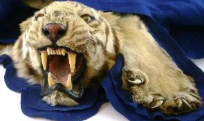 An early twentieth century Bengal Tiger skin rug with mounted snarling head and blue felt lining