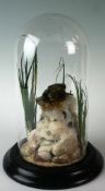 A modern preserved frog perched upon a mock-landscape within domed vitrine.