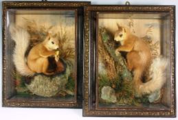 A pair of Victorian preserved Red Squirrels in mock-landscapes and individual vitrines.
