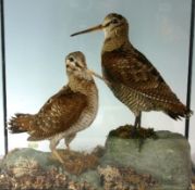 A pair of early twentieth century preserved Snipes in mock-landscape vitrine.