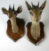 Two early twentieth century H. Murray & Son preserved Dik-Dik (small antelope) head and necks on