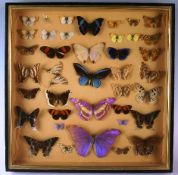 An early twentieth century butterfly specimen vitrine with various specimens on plain background.