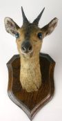 An early twentieth century H. Murray & Son preserved Duiker head and neck on wooden shield mount