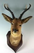 An early twentieth century H Murray & Sons of Carnforth preserved deer head and neck on wooden