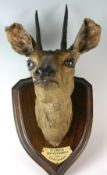 An early twentieth century preserved Stembuck head and neck on wooden shield mount and with plaque