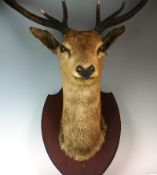 An Edwardian preserved stag head and neck mounted on hardwood shield (catalogue illustrated)