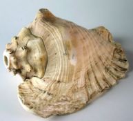 A large cornucopia shell specimen with beautiful pink interior.