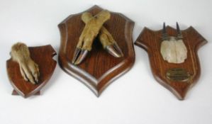 A group of three early twentieth century mounted specimens, including an Otter`s paw, a pair crossed