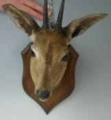 An early twentieth century H. Murray & Son preserved Duiker head and neck on wooden shield mount and