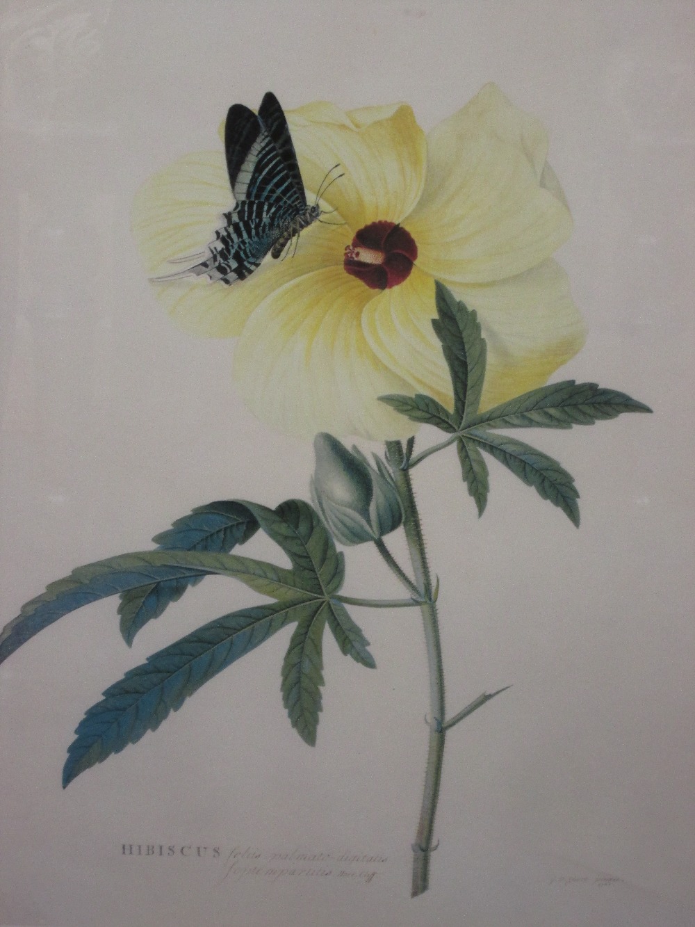 Four prints, Royal Botanic garden studies