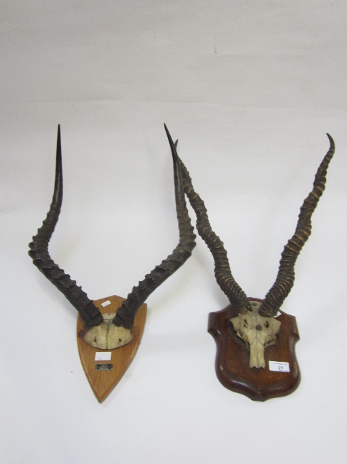 TAXIDERMY:  A pair of ibex horns, on a pine shield plaque labelled J R Ivy, Taxidermist, Pretoria,