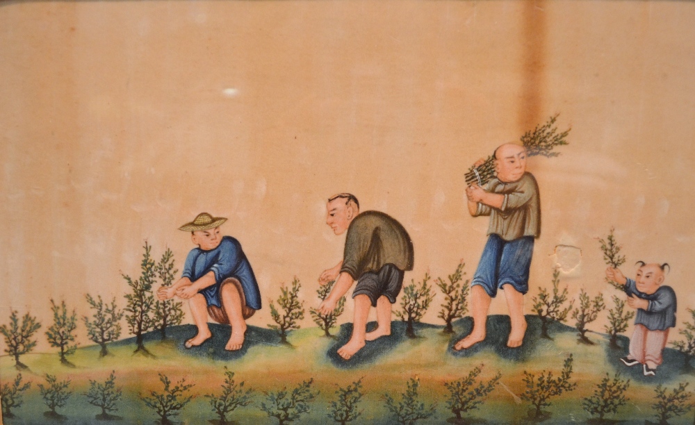 A set of nine Chinese paintings on rice-paper, depicting the cultivation, processing and trade in,