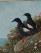 Ralph Waterhouse Guillemots on rocks with sea beyond Gouache Signed 25 x 20.5cm