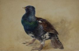 C H C Baldwyn Capercaillie Watercolour Inscribed verso 30.5 x 47.5